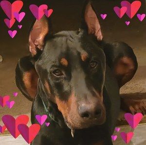 Meet your Posher, Rex